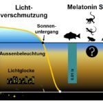Grafik_Lichtverschmutzung und Melatonin