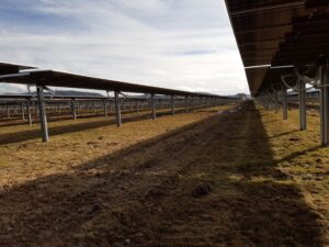 Ansicht unter den PV-Modulen: Reihen von aufgeständerten Modulen über Grünland mit Fahrgasse dazwischen.