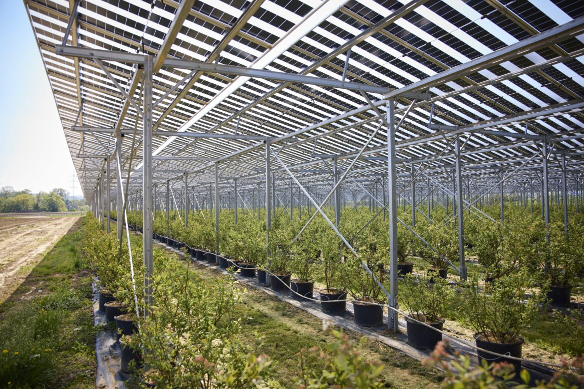 Agri-PV-Anlage in Bodensdorf mit Photovoltaikmodulen über Beerenkulturen.