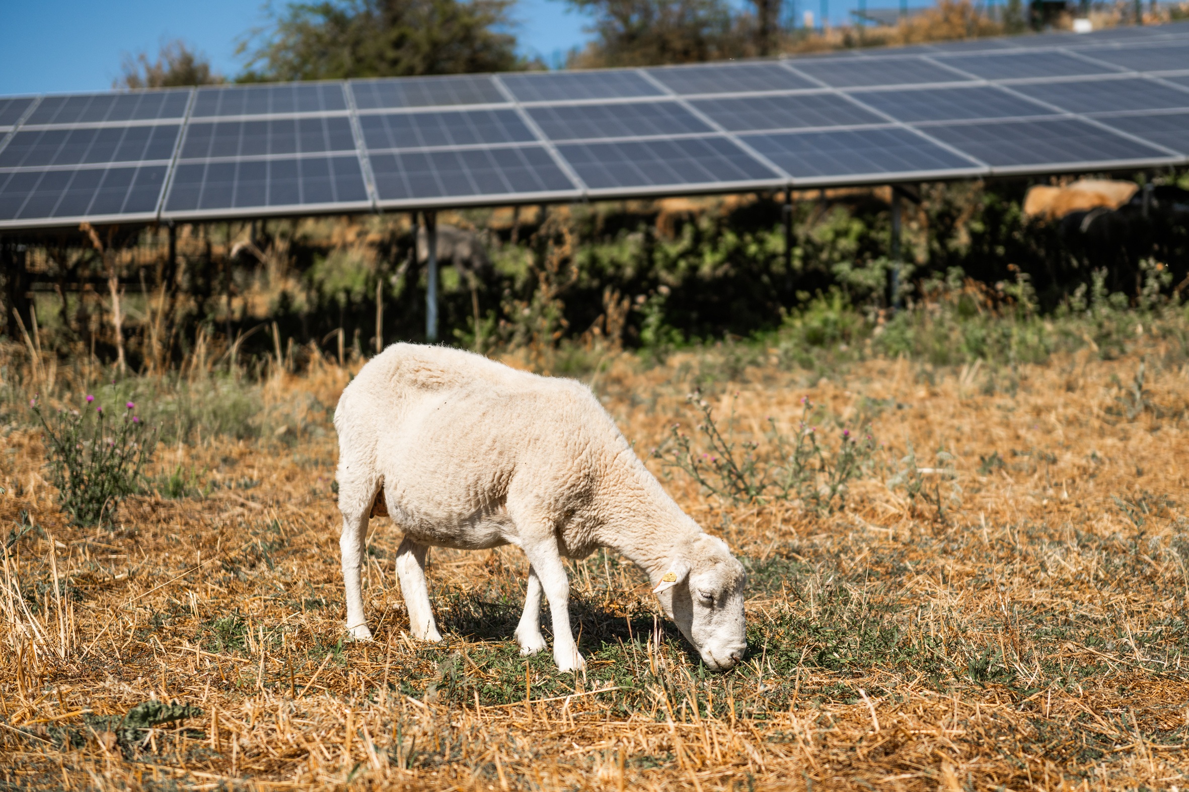 Schaf weidet unter den Solarmodulen der Photovoltaikanlage in Ollersdorf.