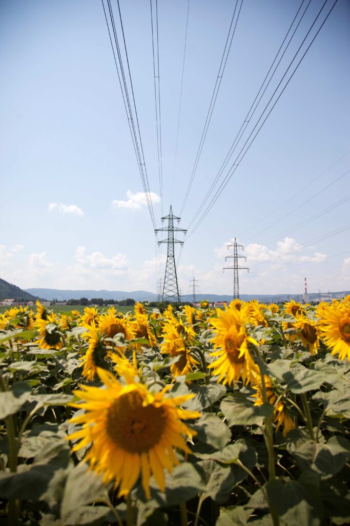 Stromleitungen und Hochspannungsmasten von Netz NÖ über einem Sonnenblumenfeld bei Bisamberg.
